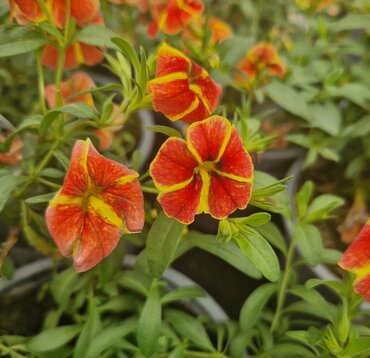 Calibrachoa Tangerine Star 1 Litre