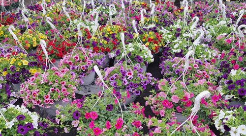 Calibrachoa Tricolour Mix Hanging Basket 25cm