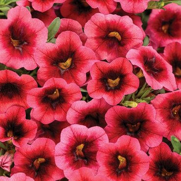 Calibrachoa Watermelon 1 Litre