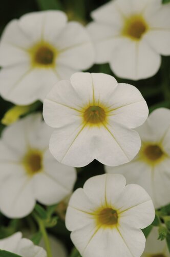 Calibrachoa White 1 Litre