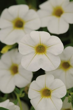 Calibrachoa White 10.5cm - image 1