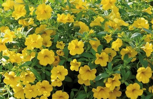 Calibrachoa Yellow 1 Litre