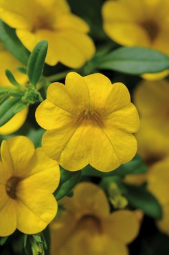 Calibrachoa Yellow 10.5cm - image 1