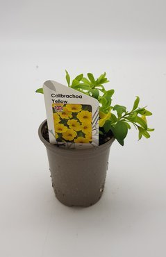 Calibrachoa Yellow 10.5cm - image 2