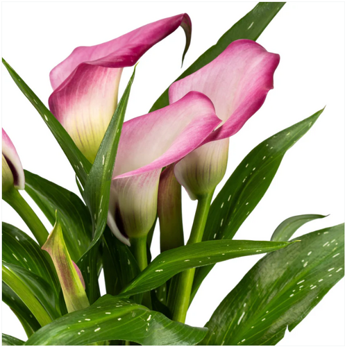 Calla Lily in Gift Box 12cm - image 2