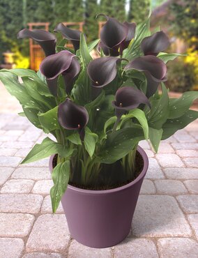 Calla Lily Mixed 3 Litre - image 8