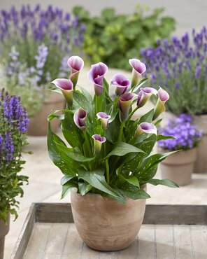 Calla Lily Mixed 3 Litre - image 1