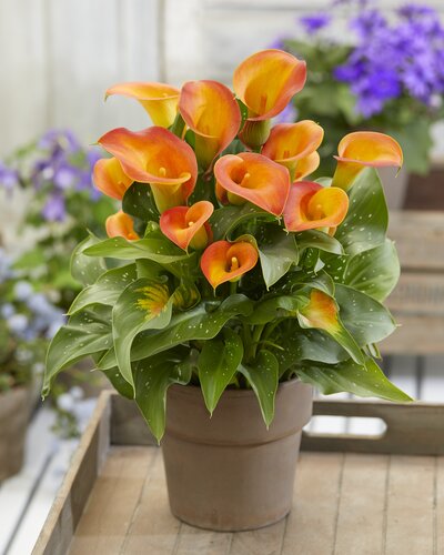 Calla Lily Mixed 3 Litre - image 3