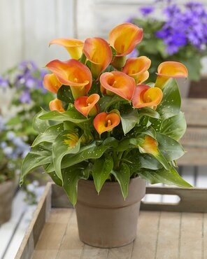 Calla Lily Mixed 3 Litre - image 3