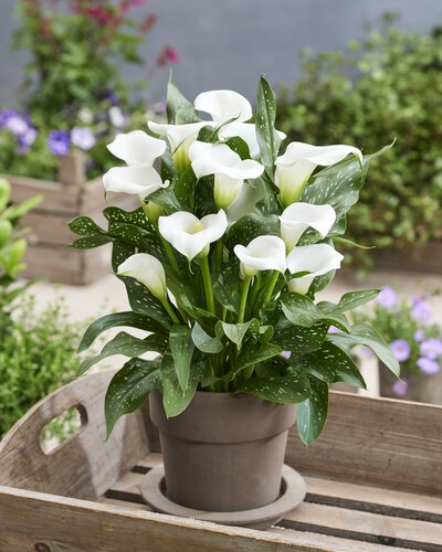 Calla Lily Mixed 3 Litre - image 4