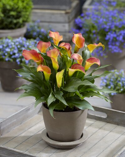 Calla Lily Mixed 3 Litre - image 5