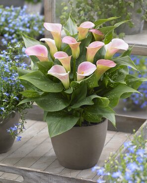 Calla Lily Mixed 3 Litre - image 6