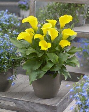 Calla Lily Mixed 3 Litre - image 7