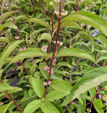 Callicarpa Issai 19cm - image 1
