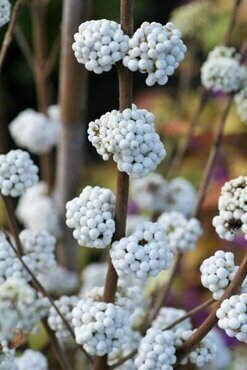 Callicarpa Magical Snow Queen 21cm