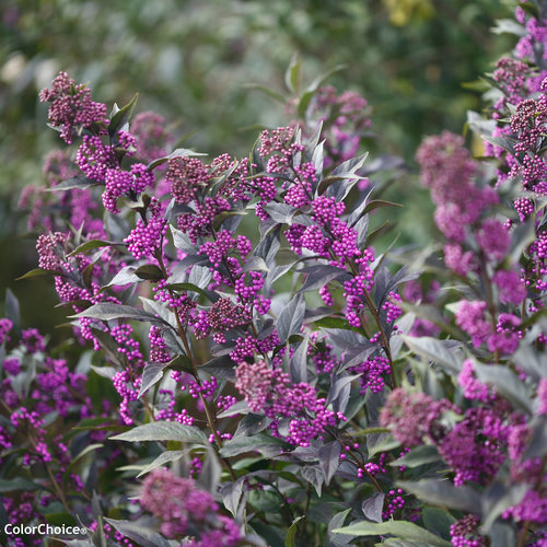 Callicarpa Pearl Glam 19cm