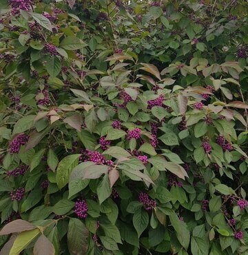 Callicarpa Profusion 21cm