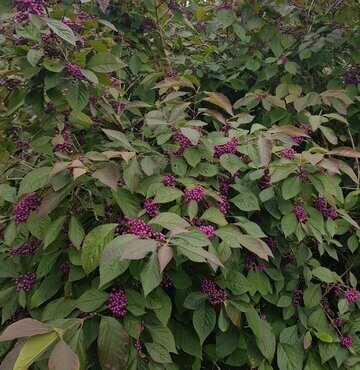 Callicarpa Profusion 3 Litre - image 3