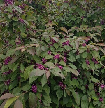 Callicarpa Profusion 3 Litre - image 2