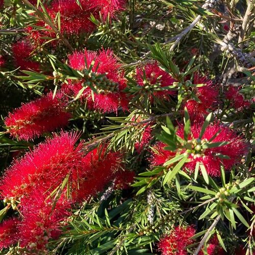 Callistemon Splendens Standard 9 Litre