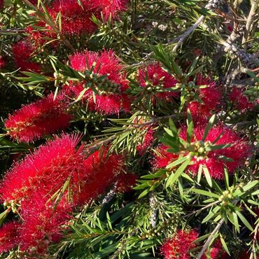 Callistemon Splendens Standard 9 Litre
