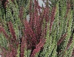 Calluna Twingirls 13cm