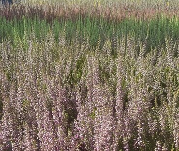 Calluna vulgaris Garden Girls Bowl 23cm