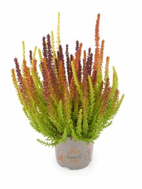Calluna vulgaris Halloween Trio 13cm