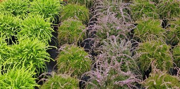 Calluna vulgaris Rasta Girls 12cm