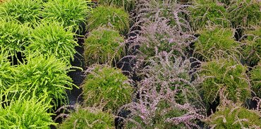 Calluna vulgaris Rasta Girls 12cm