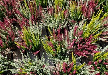 Calluna vulgaris Trio-Girls 11cm