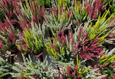 Calluna vulgaris Trio-Girls 11cm