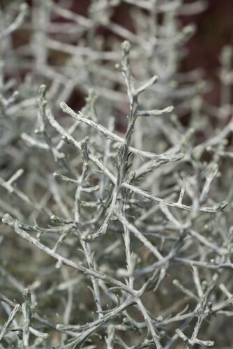 Calocephalus (Barbed Wire Plant) 10.5cm