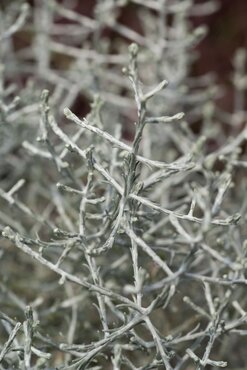 Calocephalus (Barbed Wire Plant) 10.5cm