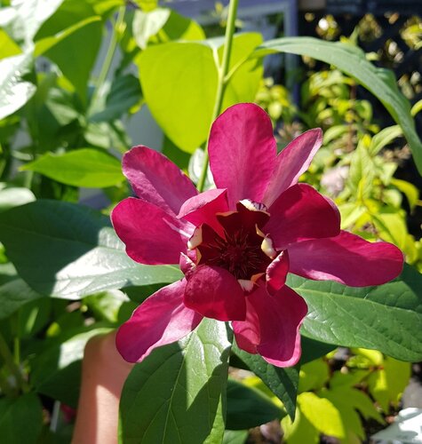 Calycanthus Aphrodite 3 Litre
