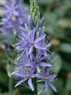 Camassia Caerulea 3 Litre
