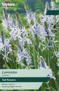 Camassia Cusickii