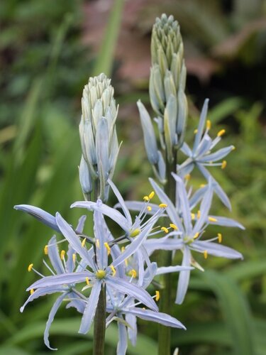 Camassia Cusickii 2 Litre