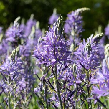Camassia Esculenta 9cm
