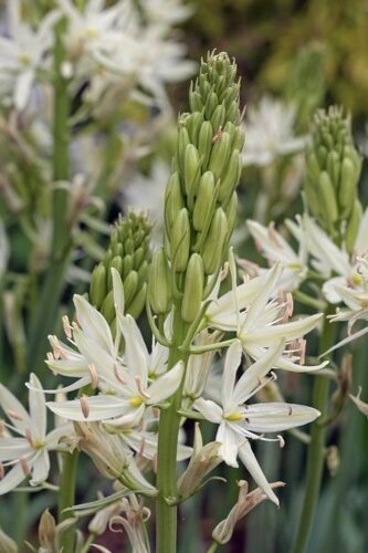 Camassia Leichtlinii Alba 2 Litre