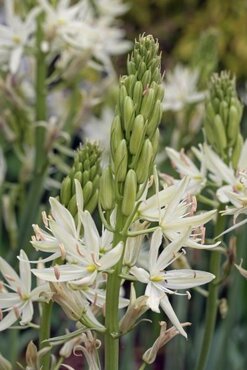 Camassia Leichtlinii Alba 2 Litre
