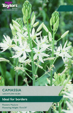 Camassia Leichtlinii Alba