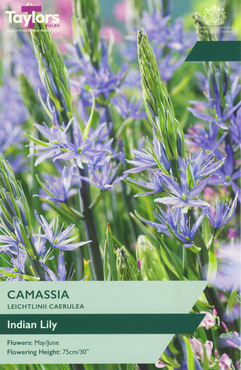 Camassia Leichtlinii Caerulea