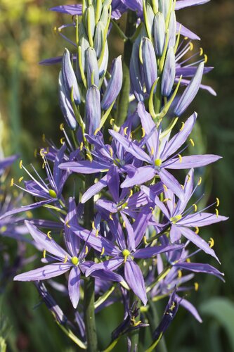 Camassia Maybelle 3 Litre