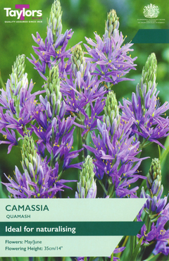 Camassia Quamash