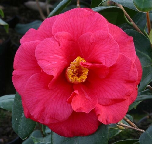 Camellia Adolphe Audusson 4 litre - image 1