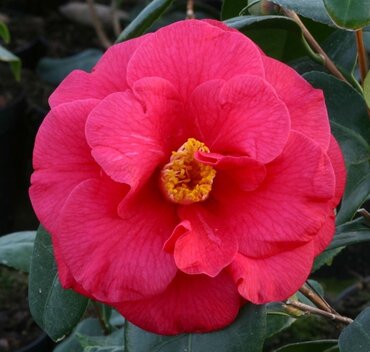 Camellia Adolphe Audusson 4 litre