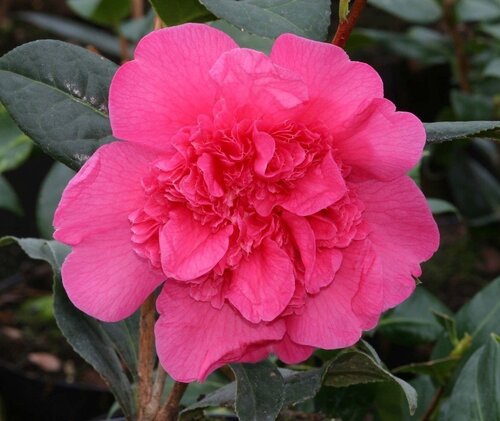 Camellia Anticipation 7.5 Litre