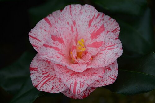 Camellia Betty Foy Sanders 4 Litre