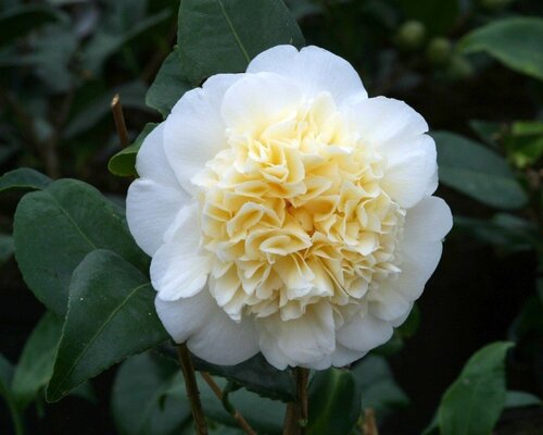 Camellia Brushfield's Yellow 4 litre - image 1